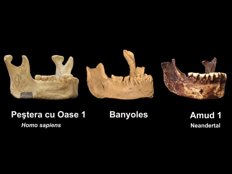 Comparación de tres mandíbulas en vista lateral derecha. La mandíbula encontrada en Peştera cu Oase (Rumania) pertanny a los primeros Homo sapiens europeos.