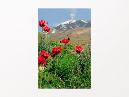 Primer pla de roselles vermelles en un camp i amb les muntanyes mig nevades de fons
