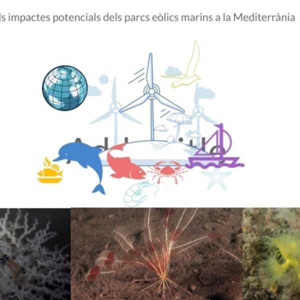 Impactes ambientals dels parcs eòlics marins a la Mediterrània occidental