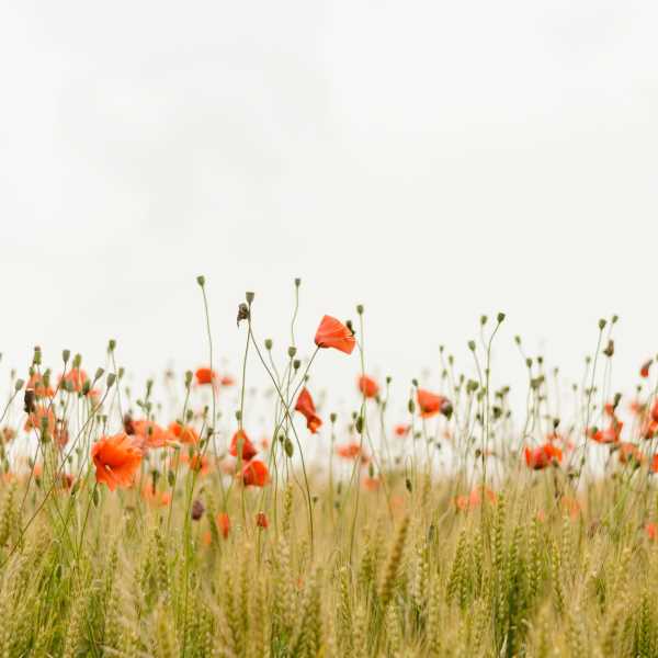 Foto: Henry Be (Unsplash)