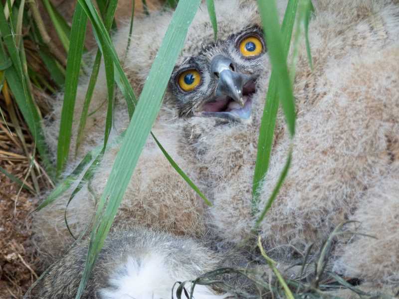 Poll de duc amb un conill mort. Fotografia: Albert Compaña Sabrià