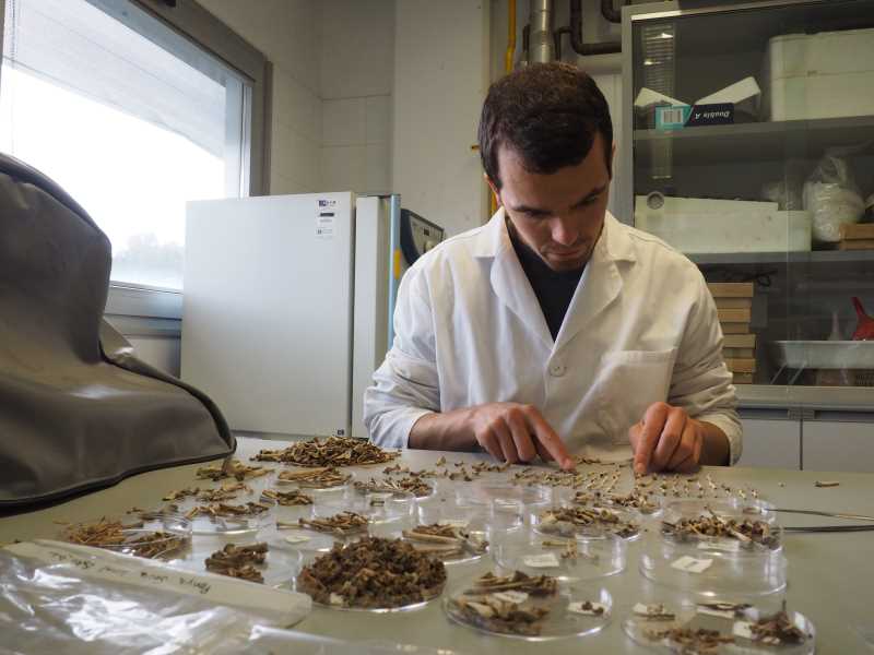 Identificació de les restes òssies al laboratori. Fotografia: Albert Compaña Sabrià