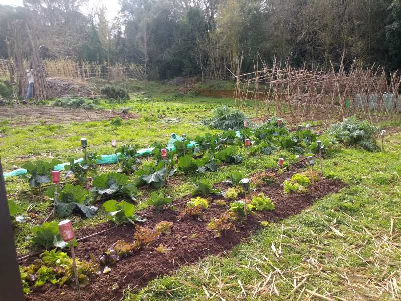 Imatge de l'Hort Ecosolidari de la UdG