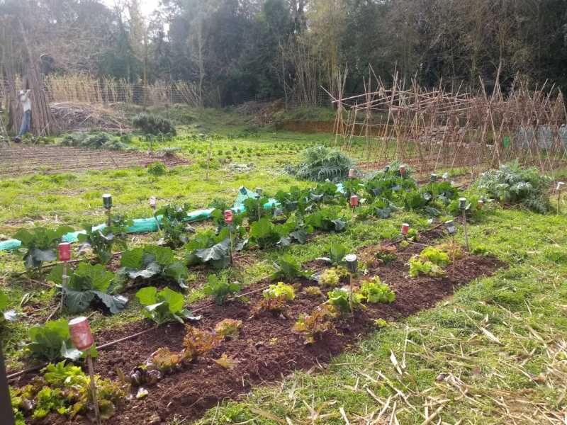 L'Hort EcoSolidari de la UdG al Campus Montilivi és un dels projectes analitzats