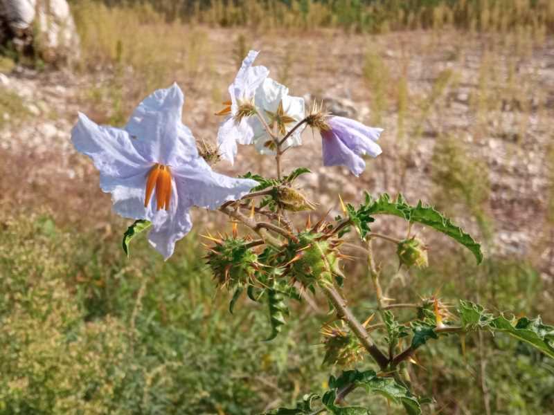 Solanum sisymbrifolium. Imatge: Josep Gesti.