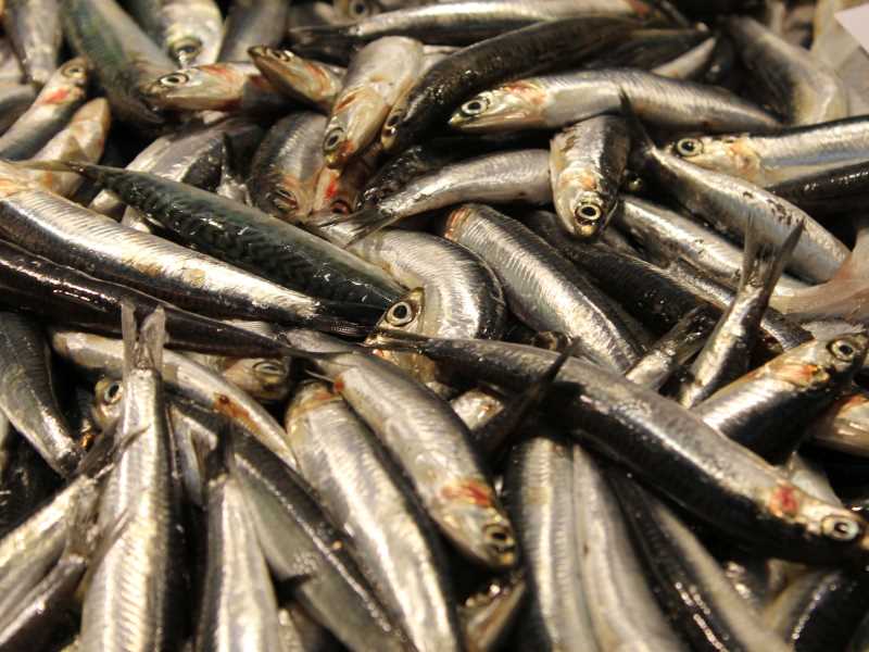 Axonves de la Costa Brava.