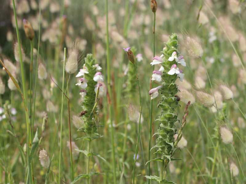 Bartsia trixago