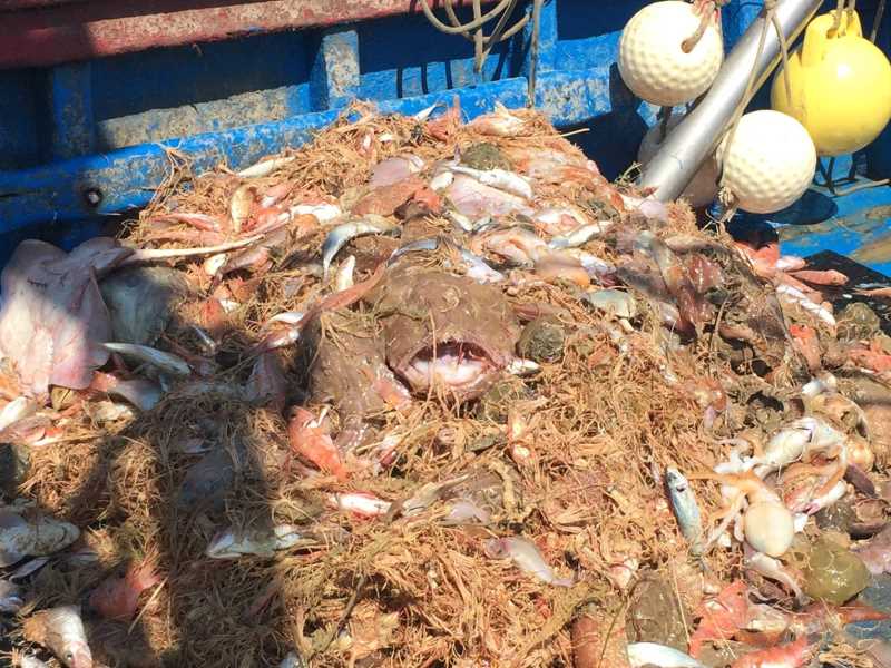Són moltes les espècies descartades per la pesca d'arrossegament duta a terme sobre els hàbitats de crinoïdeus. / ICM-CSIC