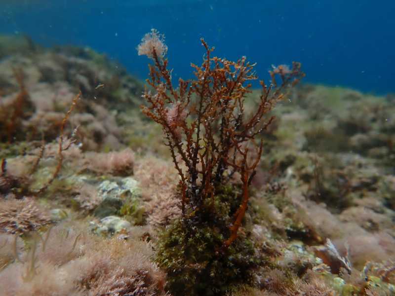 E. mediterranea de Clàudia Auladell
