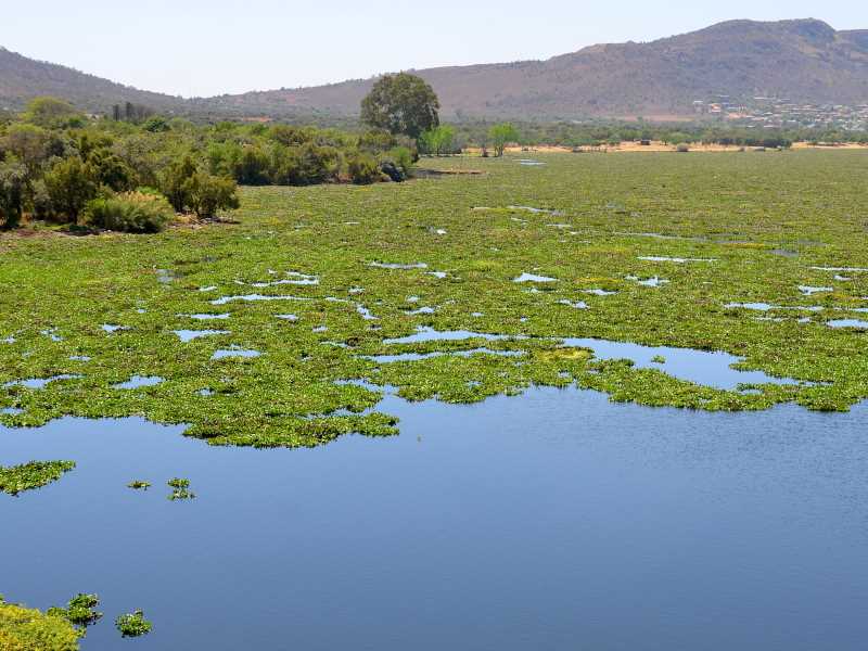 Invasió del jacint d’aigua (Eichhornia crassipes) a l’embassament de Hartbeespoort, Sud-àfrica.