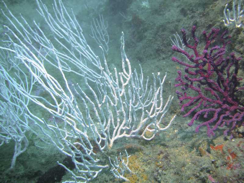 Gorgònies mediterrànies