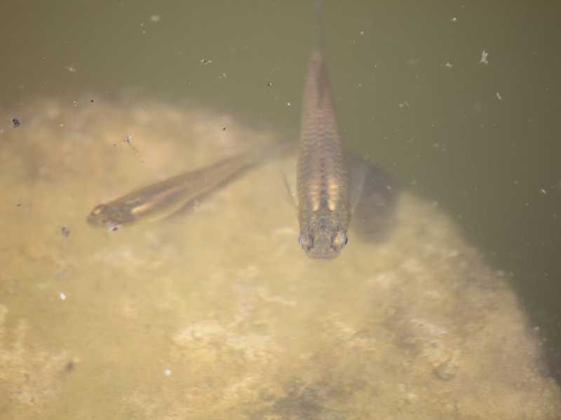 Dos exemplars de gambúsia (Gambusia holbrooki) a la Reserva Natural del Regajal-Mar de Ontígola (Aranjuez, Madrid). Fotografia: Carlos Cano-Barbacil