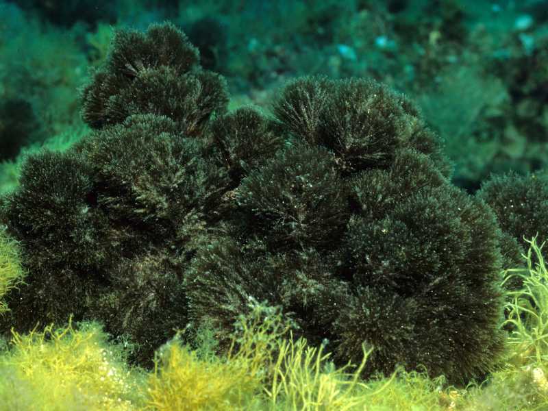 Halopteris scoparia de Kike Ballesteros