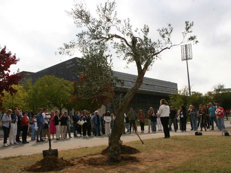 Imatge de l'acte de plantada de l'olivera de la UdG