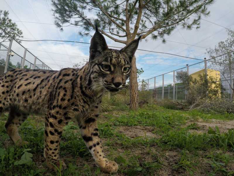 Linx, d