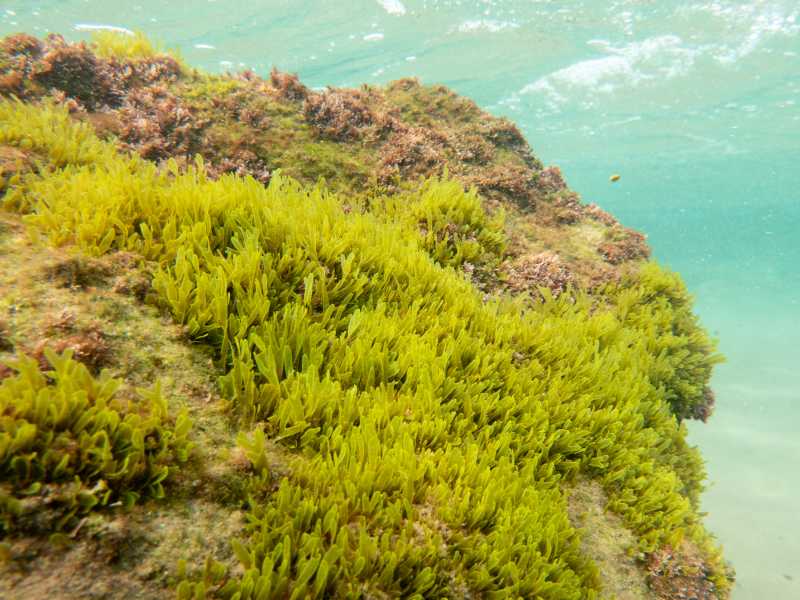 Dictyota dichotoma del Mediterrani - Francesco Martini