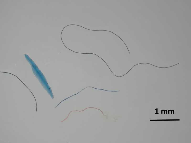 Microplàstics detectats en corbs marins emplomallats de la costa catalana (Foto: Xènia Frigola)