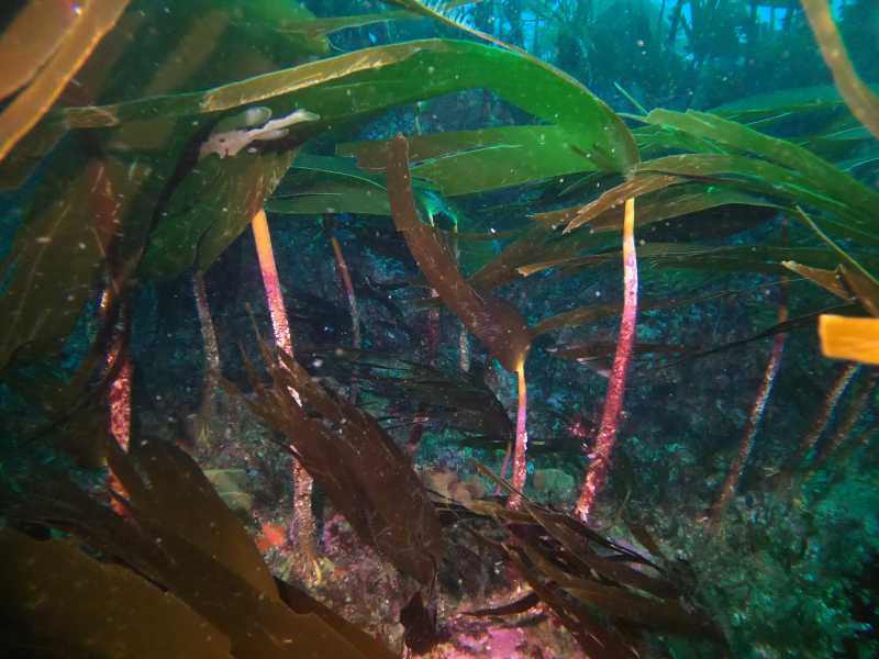 Bosc marí Nord- Atlàntic