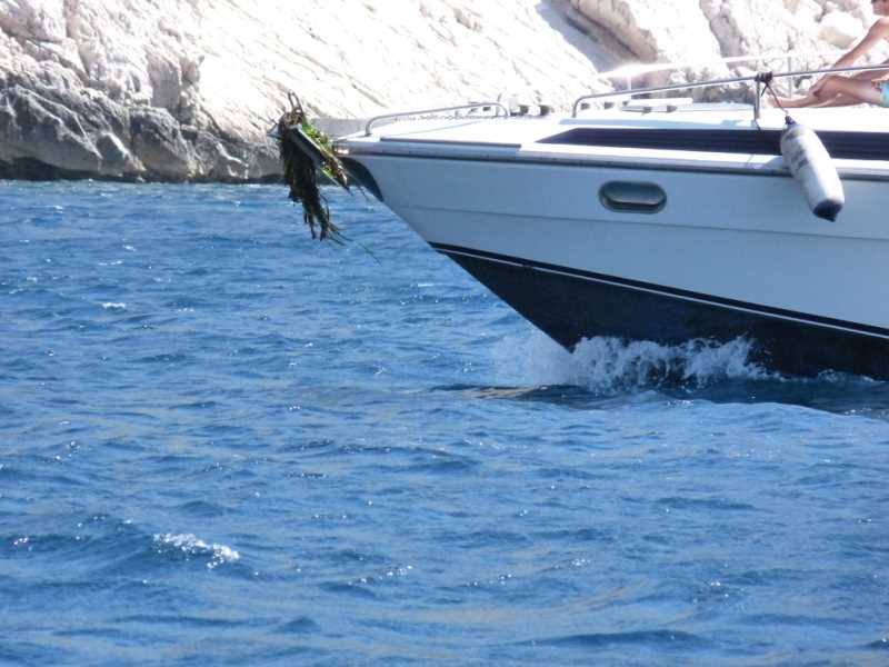 Posidònia enganxada a una embarcació. Foto: GIP Calanques