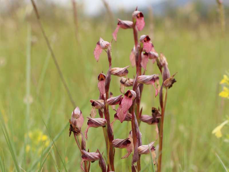 Serapias lingua