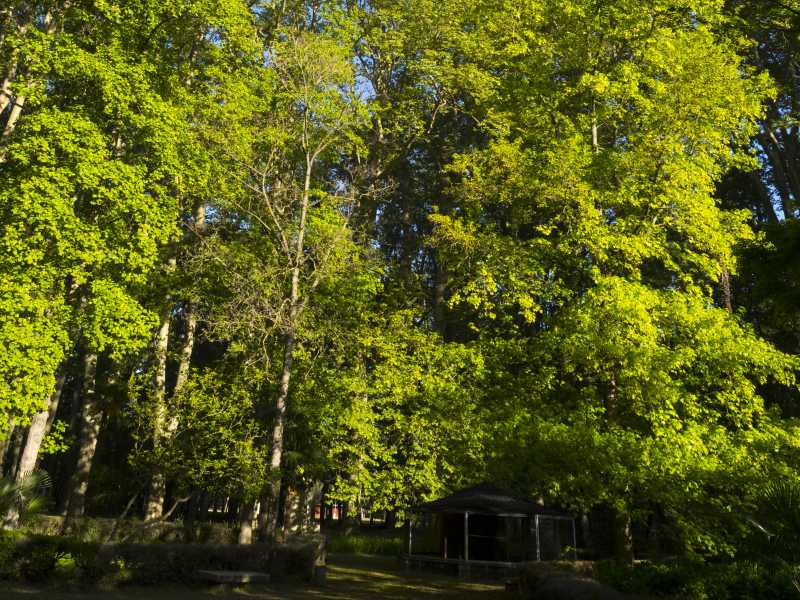 Imatge d'arxiu de la Devesa. Universitat de Girona.