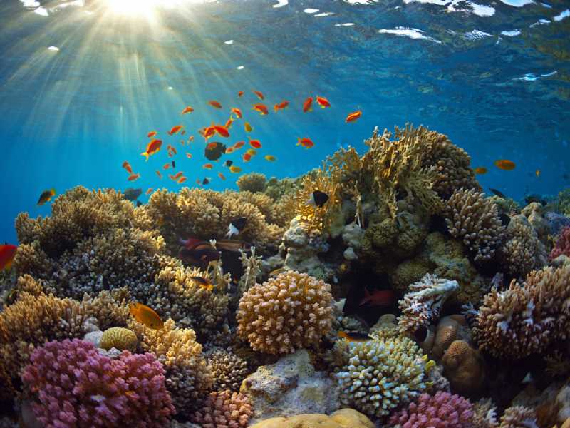 Amb aquesta tècnica es podrà explorar el corall amb millors condicions. Foto: ©borisoff - stock.adobe.com_42028571