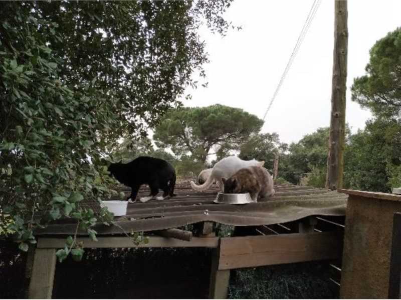 Imatge d'una de les colònies de gats de Santa Cristina d'Aro extreta de l'estudi de Marc Campasol