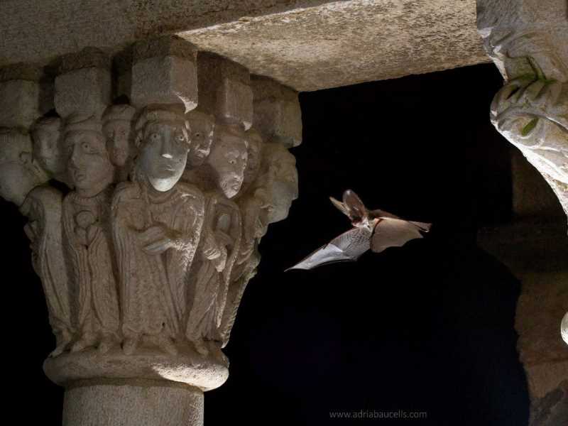 Ratpenat orellut al monestir de Sant Pere de Rodes