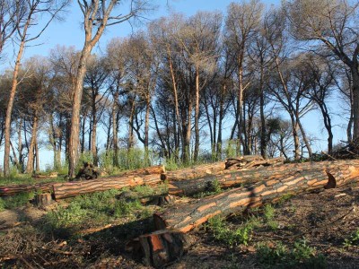 Fotgrafia d'un bosc cremat a Blanes