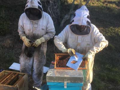 Preparació per a la realització del comptatge de varroa mitjançant el rascat de 100 cel·les de larves d’abella de la mel