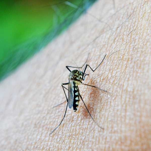 Mosquit