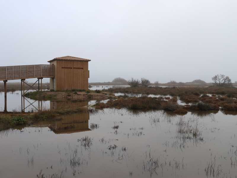 Deurbanizing for conservation and adapting: framing ecological restoration as a nature-based solution in La Pletera salt marsh, Catalonia (Spain).