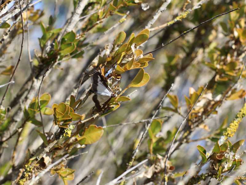 Which treatment is most effective at reducing the damage caused by the pest box tree moth? A case in a Mediterranean