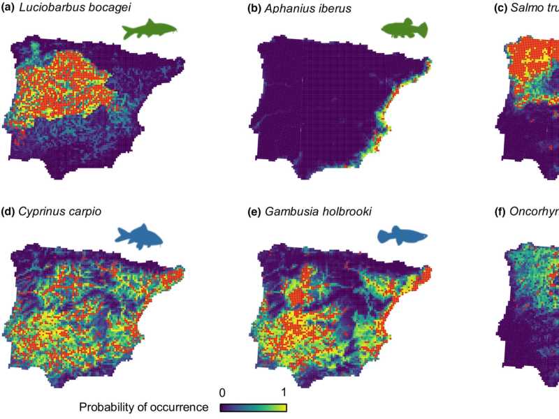 Projected species distribution models maps for six paradigmatic inland fish species in the Iberian Peninsula. Upper panels with green silhouettes show native species; lower panels with blue silhouette