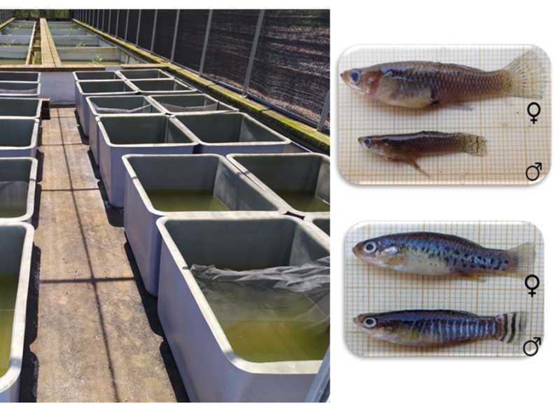 Invasive mosquitofish impact a threatened toothcarp through water quality impairment and resource competition