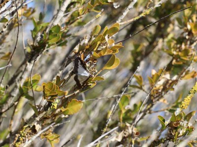 Which treatment is most effective at reducing the damage caused by the pest box tree moth? A case in a Mediterranean