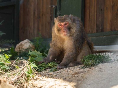 Macaca
