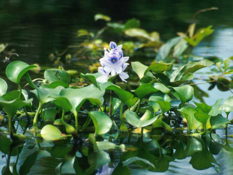 Jacint d'aigua (Eichhornia crassipes)