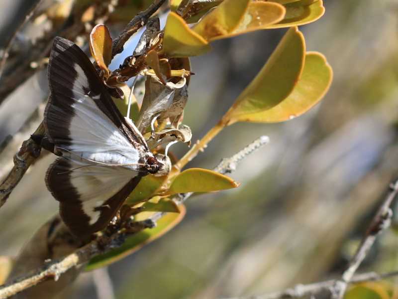 la plaga de l’eruga del boix