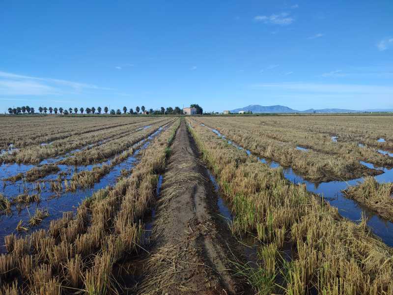 Els camps d'arròs al Delta de l'Ebre