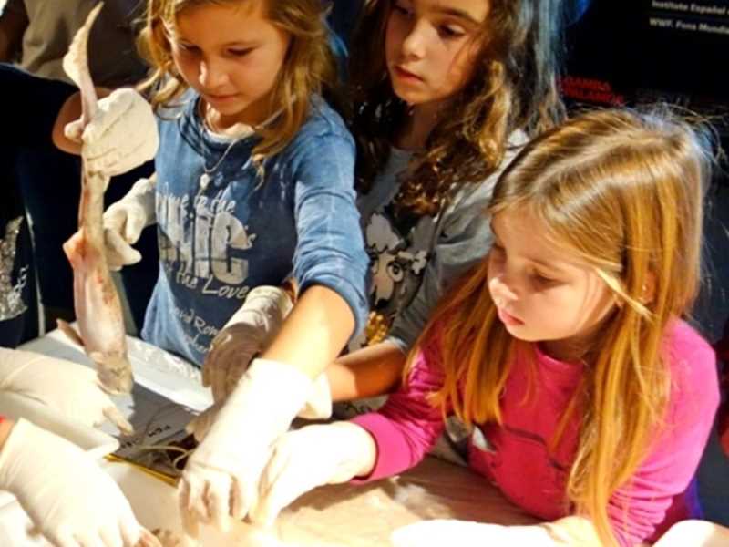 Fem Ciència. Aprèn a fer de biòleg marí amb els científics del CSIC