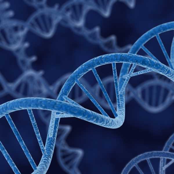Gens i genealogies