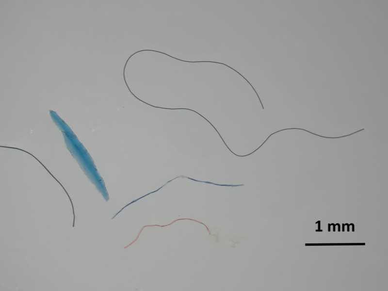 Microplàstics detectats en corbs marins emplomallats de la costa catalana (Foto: Xènia Frigola)