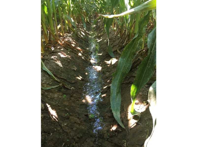 Foto 3. Front d’avançament d’aigua en el reg per superfície.