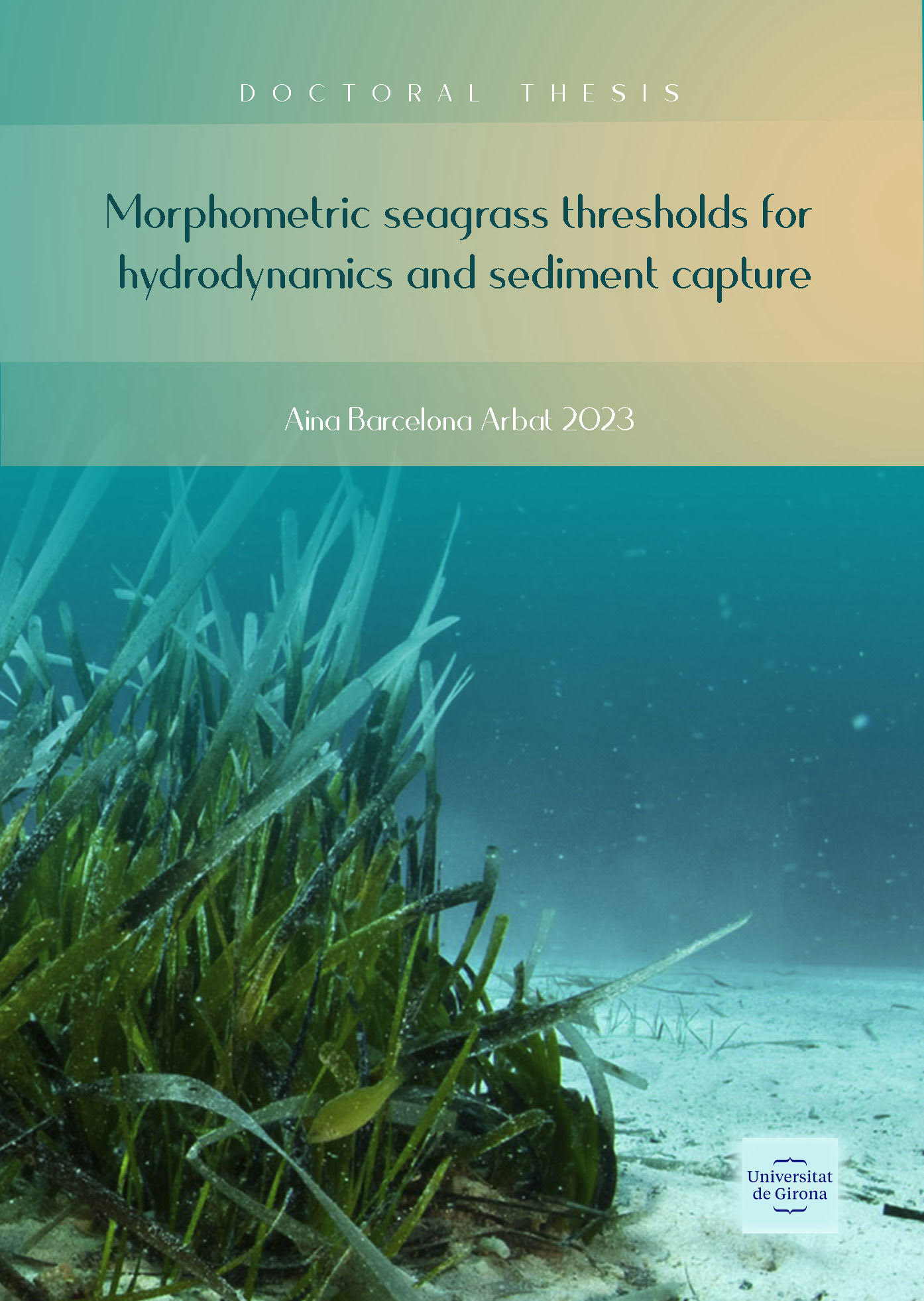 Morphometric seagrass thresholds for hydrodynamics and sediment capture