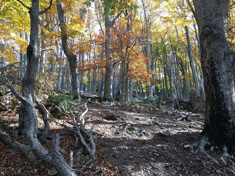 Bosc de la Maçana