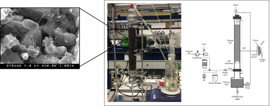 Imatge al microscopi electrònic dels bacteris units al suport inorgànic d’un biotrickling filter, mostrant els apèndixs característics  (esquerra)  ///  Imatge i esquema del funcionament de filtre de degoteig (biotrickling filtre) per a la eliminació de siloxans en un flux de gasos. (dreta)