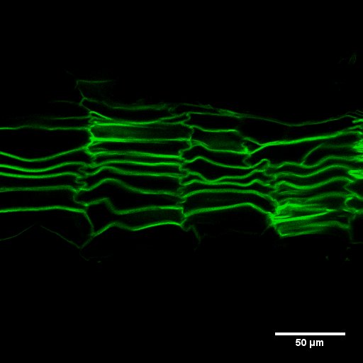 descripció a continuació
