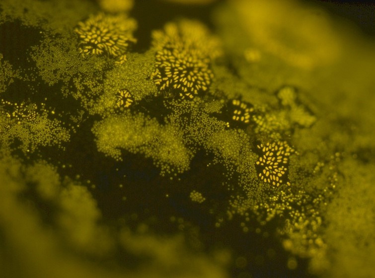 Imatge Microscòpica del epífits sobre Cystoceira