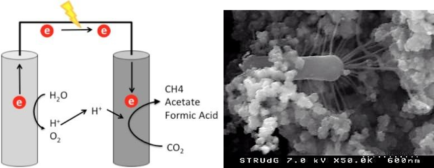 Graphic outline of the general functioning of a bio-electrochemical system (left) // An image in the electronic microscope of the bacteria joined to the cathode, showing the characteristic appendixes (right)